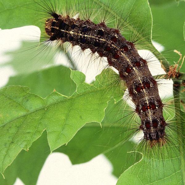 Gypsy (LDD) Moths Are Making A Comeback in Vermont Vermont Invasives